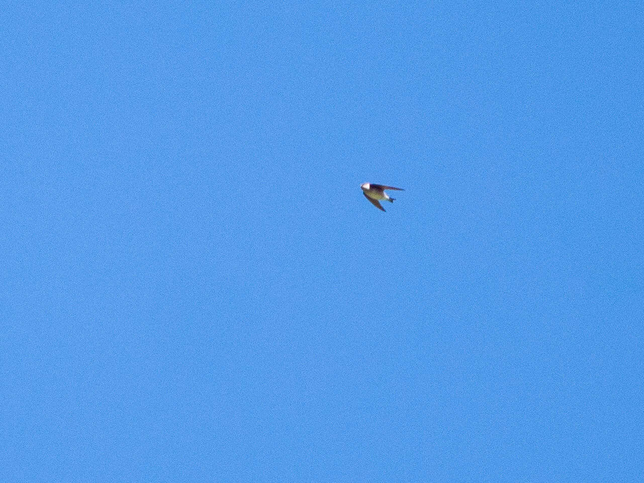 Image of Asian House Martin