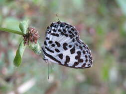 Image of Common Pierrot