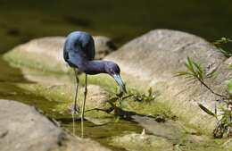 Image of Little Blue Heron