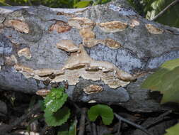 Image of Trametes pubescens (Schumach.) Pilát 1939