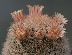 Image of Lace-spine Nipple Cactus