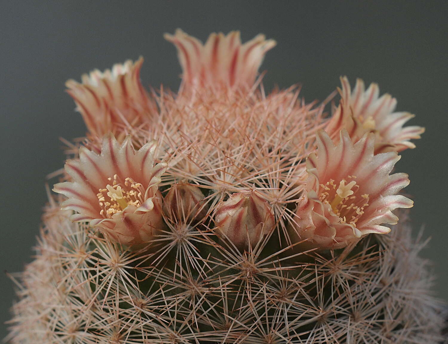 Image of Lace-spine Nipple Cactus