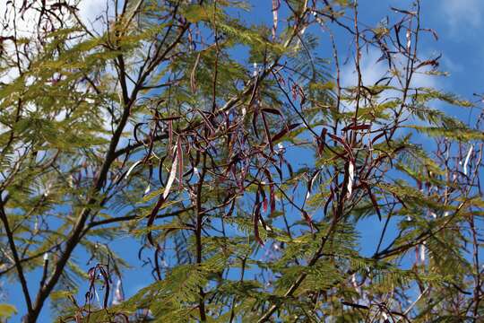 Plancia ëd Leucaena leucocephala (Lam.) de Wit