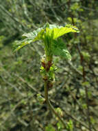 Image of Black Currant