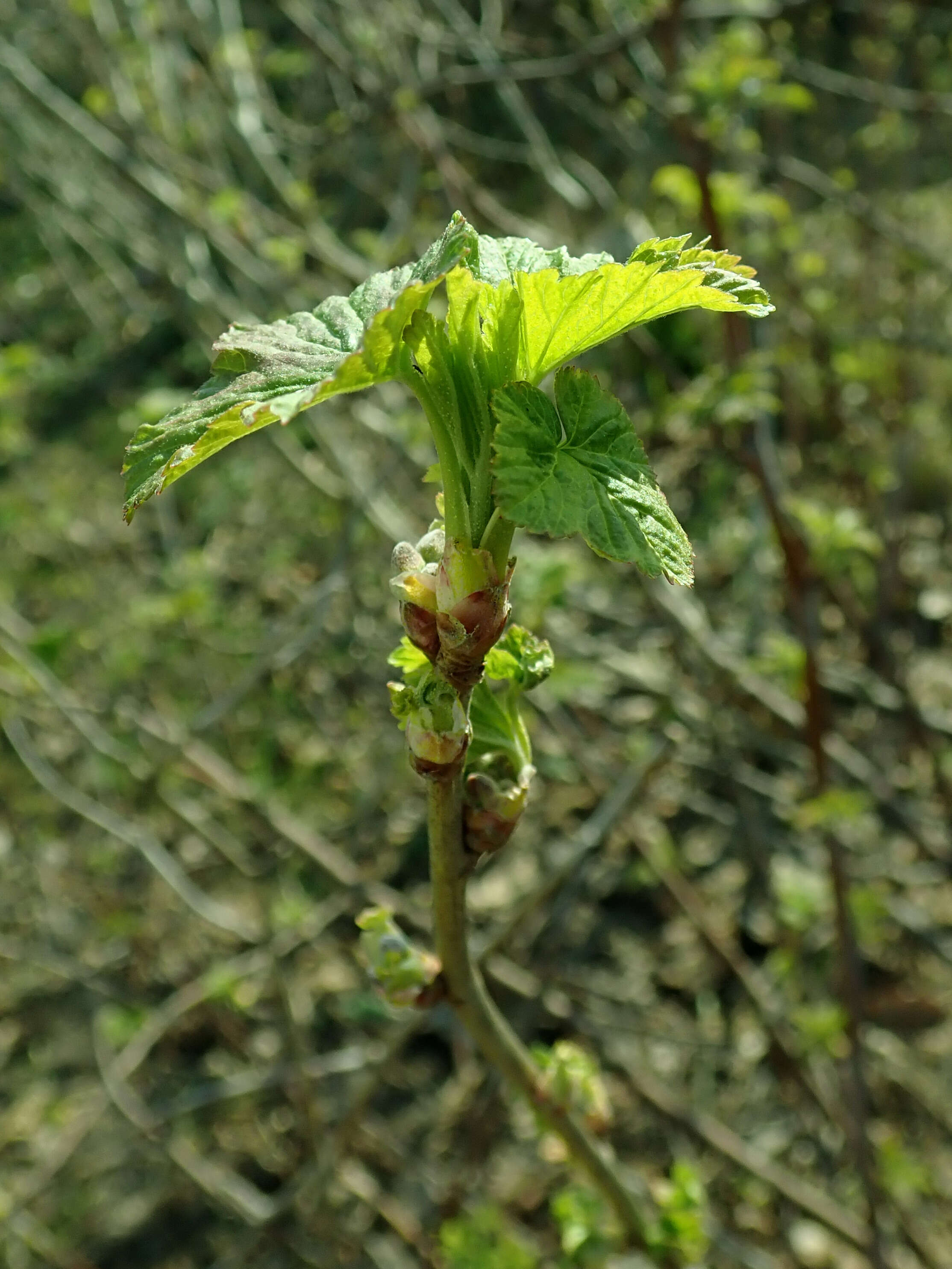 Image of Black Currant