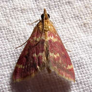 Image of Raspberry Pyrausta