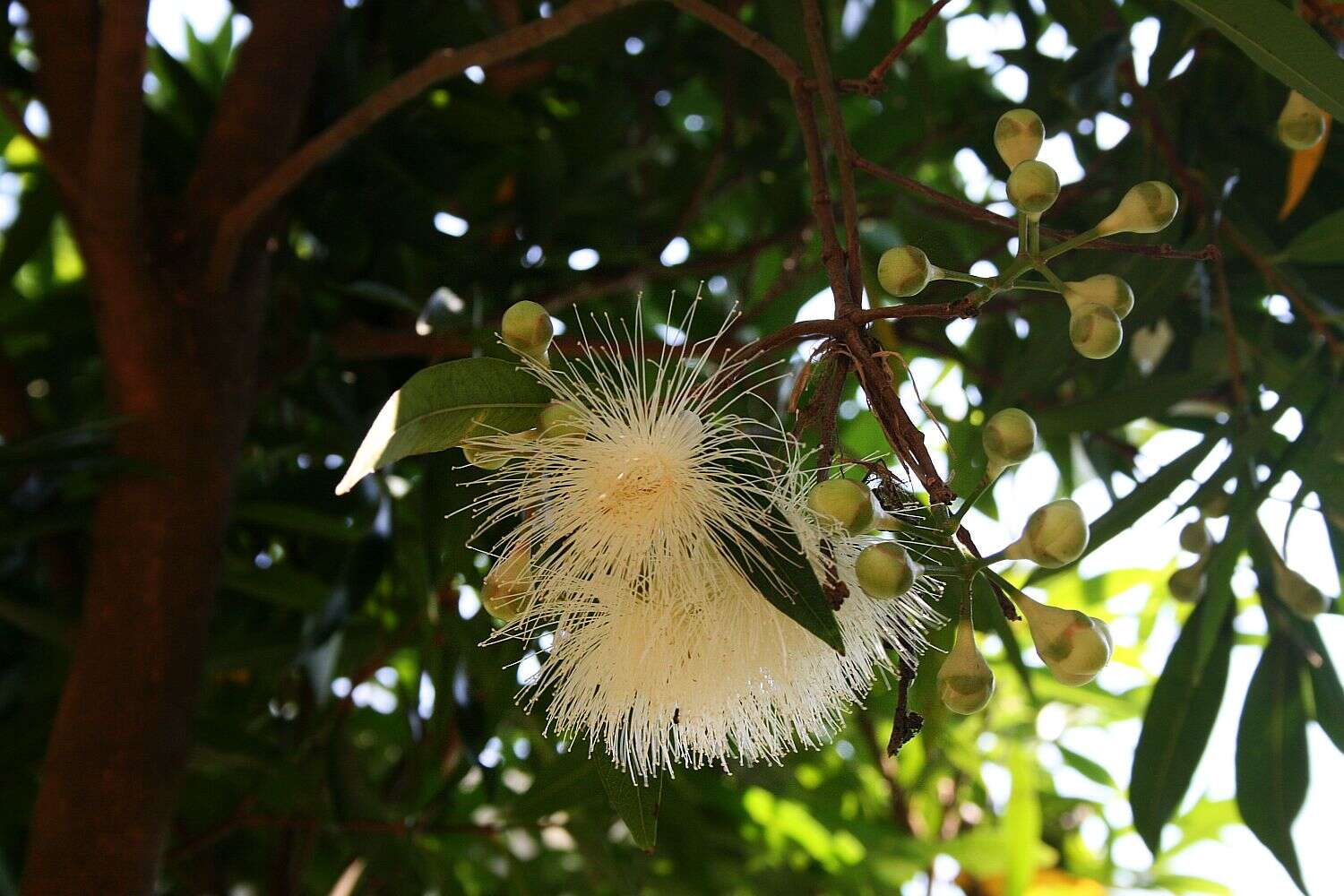 Слика од Syzygium jambos (L.) Alston