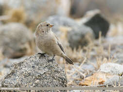 Image of Black-winged Snowfinch