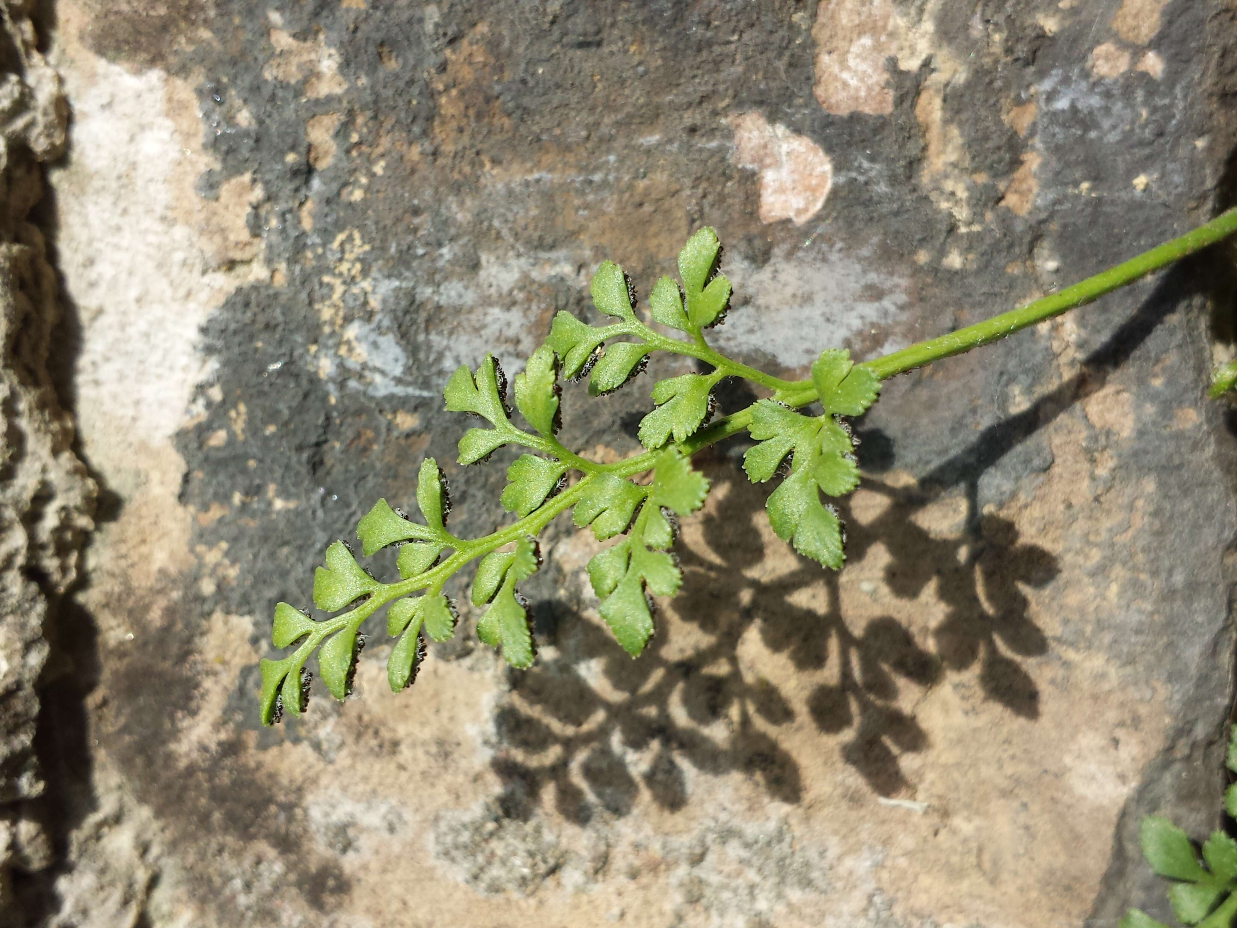 Image of Wall-rue