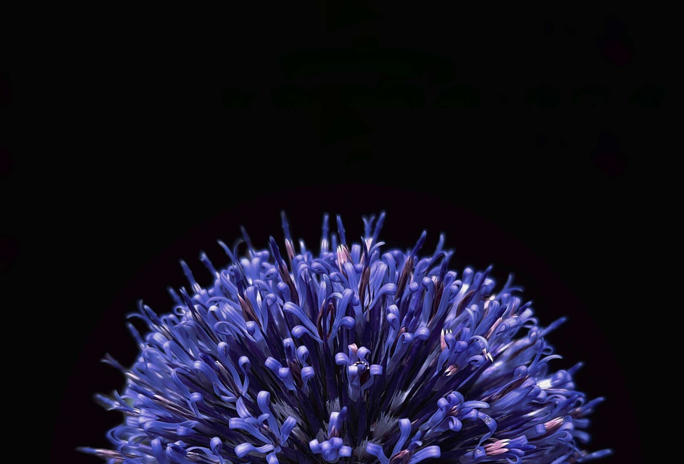 Image de Echinops adenocaulos Boiss.