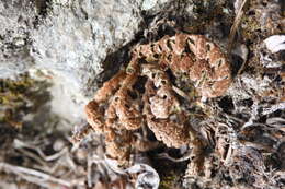 Plancia ëd Asplenium ceterach L.