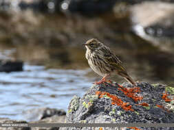 Image of Rosy Pipit