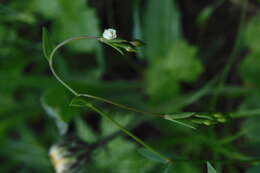 Image of purging flax, fairy flax