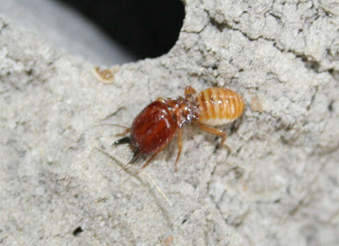 Image of Macrotermitinae