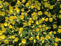 Imagem de Oenothera grandiflora L'Her