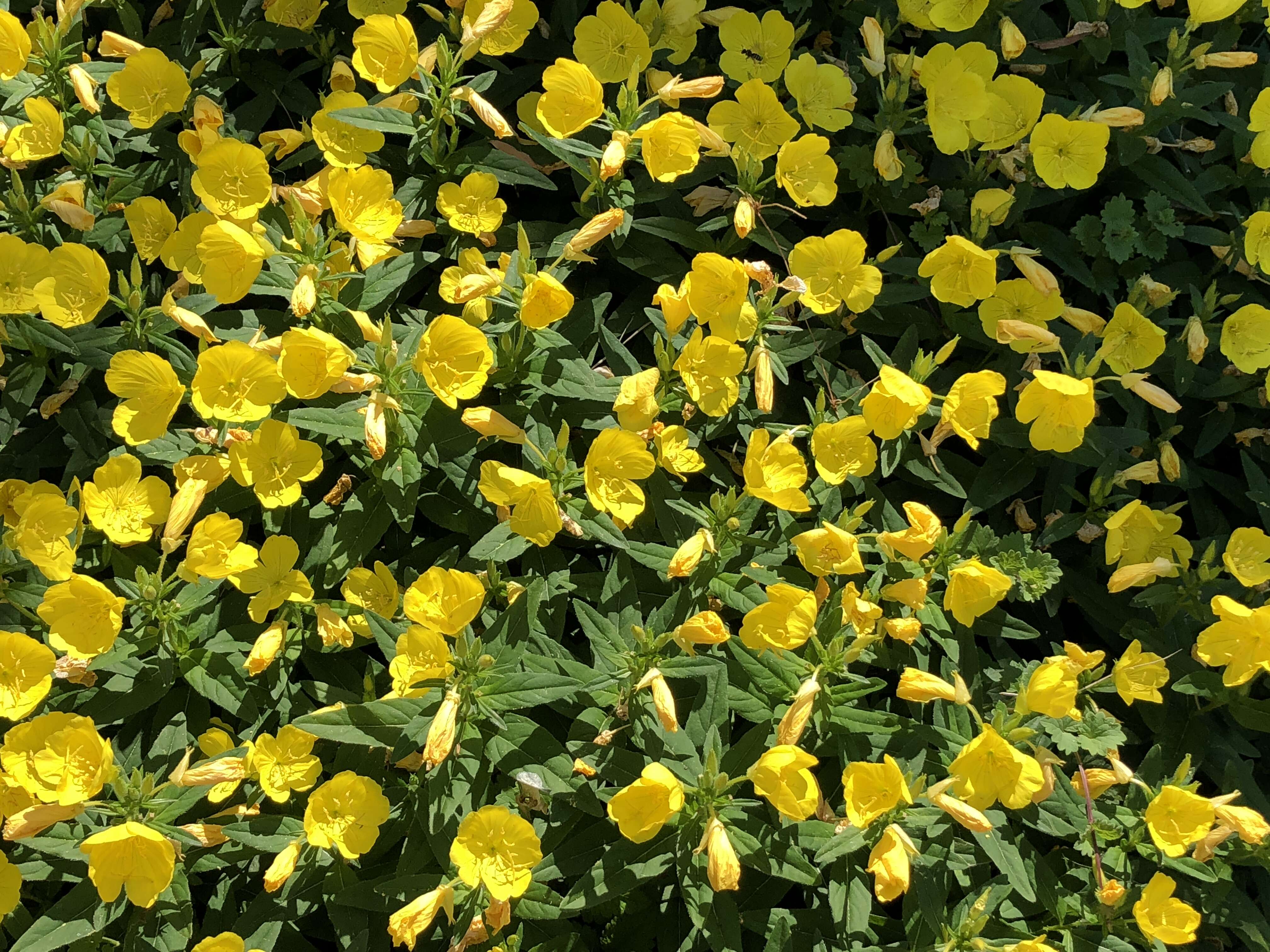 Imagem de Oenothera grandiflora L'Her