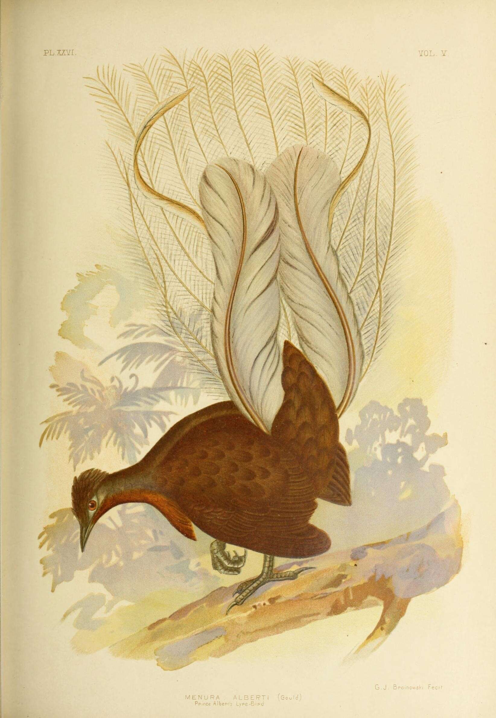 Image of Albert's Lyrebird