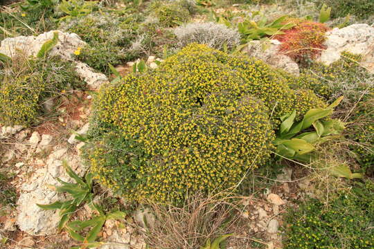 Слика од Euphorbia melitensis Parl.