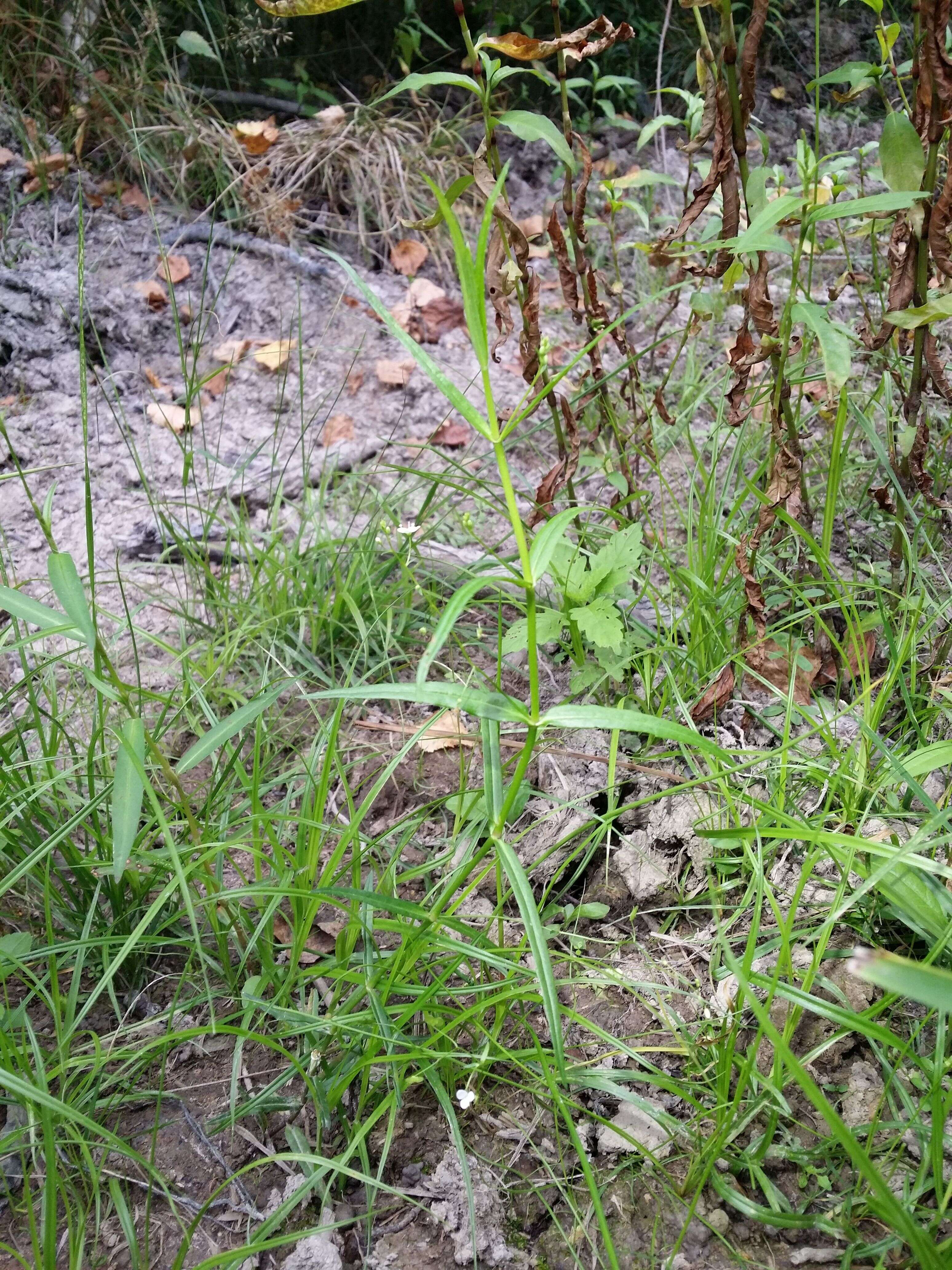 Image of Marsh Speedwell