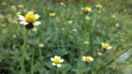 Image de Tridax procumbens L.