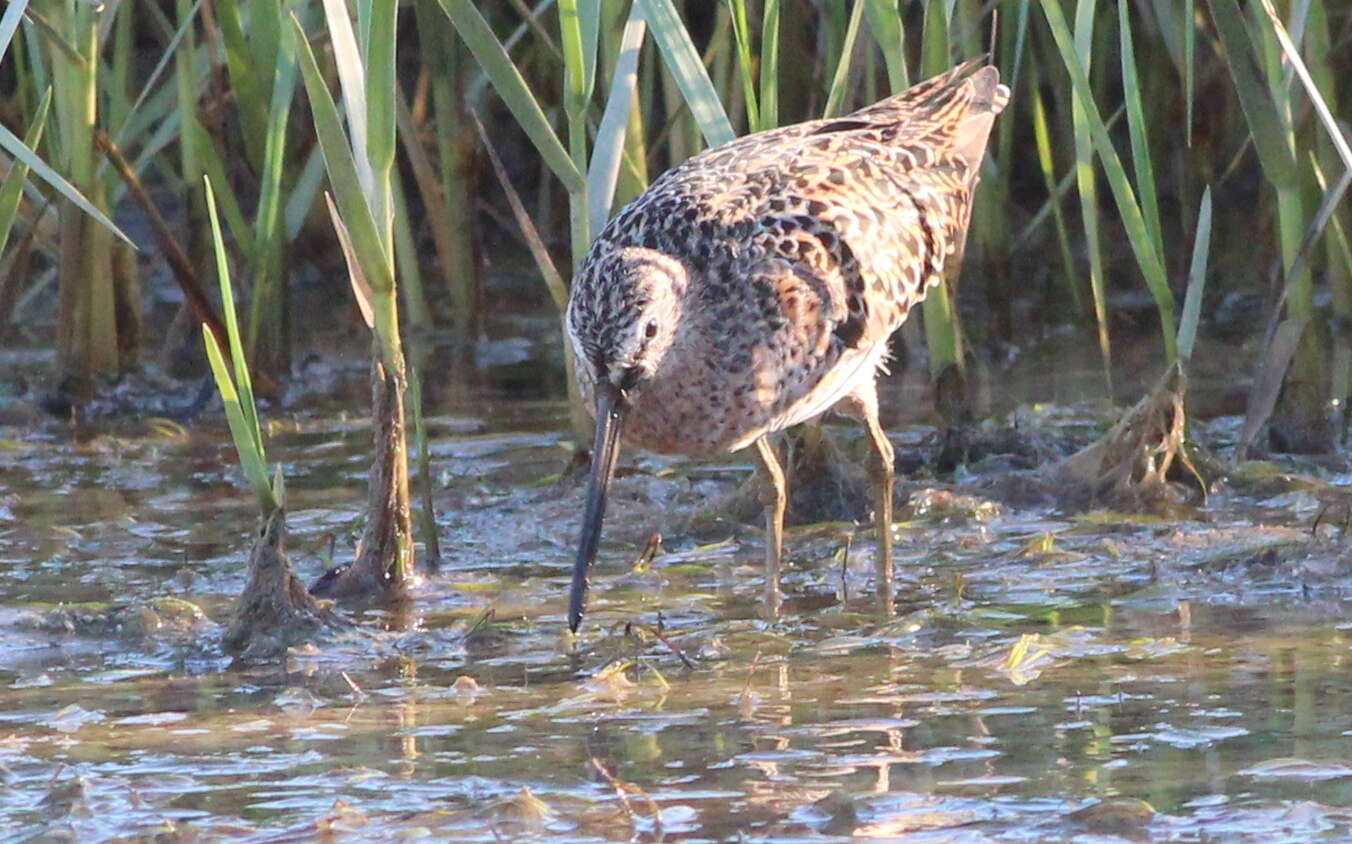 Image of Short-billed Dowitcher