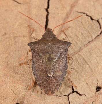 Image of Dusky Stink Bug