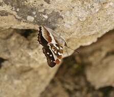 Image of purple emperor