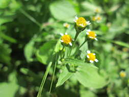 Image of Smooth peruvian daisy