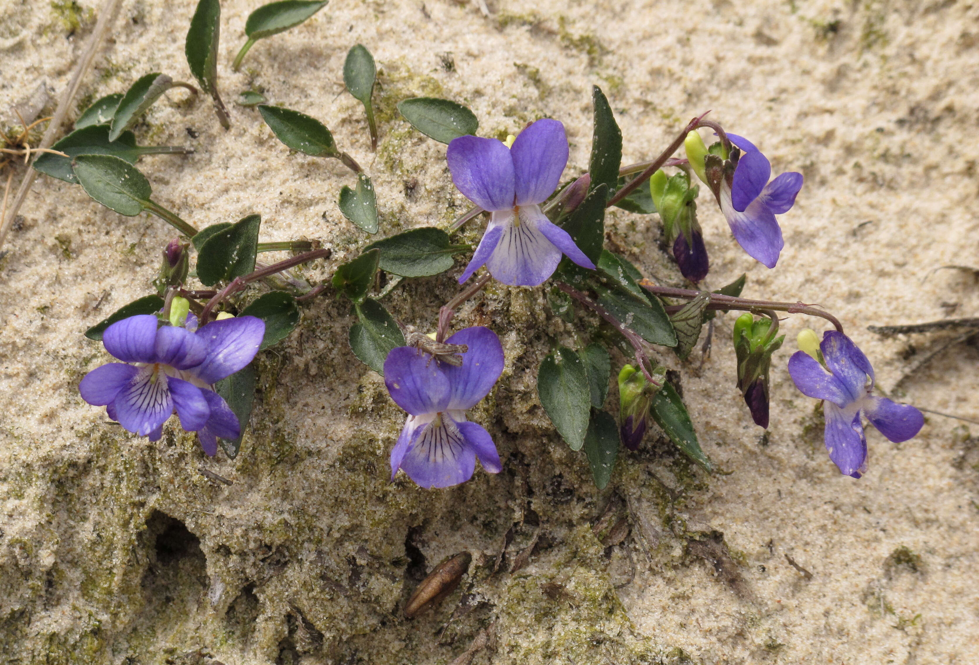 Image of dog violet