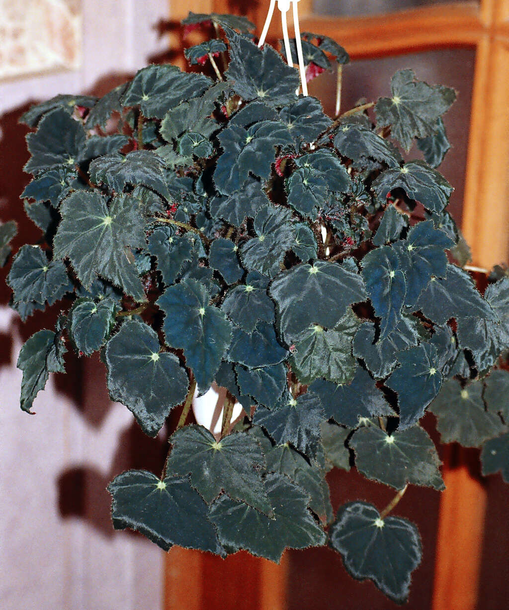 Image of Begonia bowerae Ziesenh.