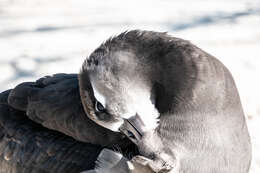 Image of Black-footed Albatross