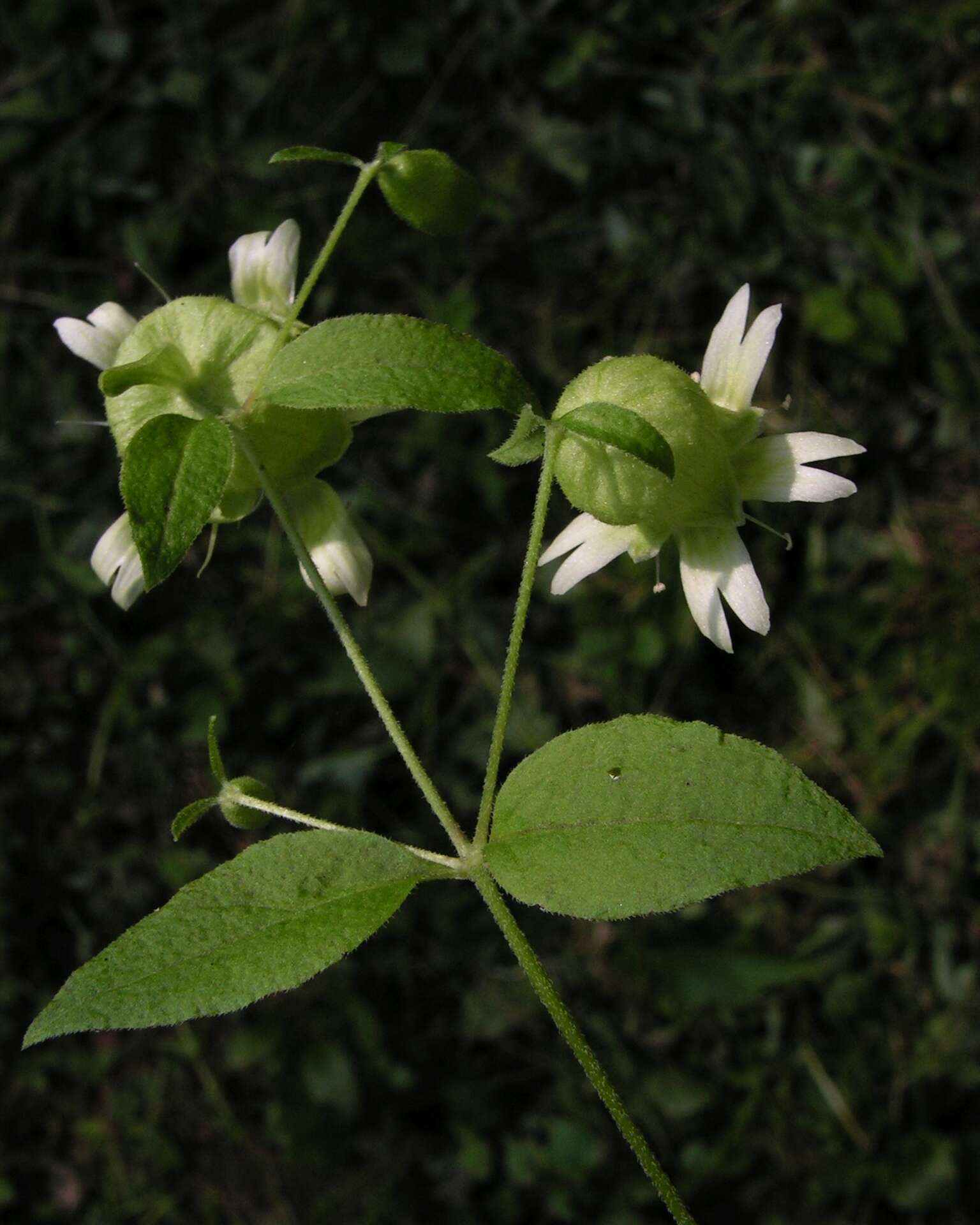 Слика од Silene baccifera (L.) Roth