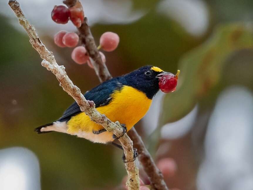 Euphonia minuta Cabanis 1849的圖片