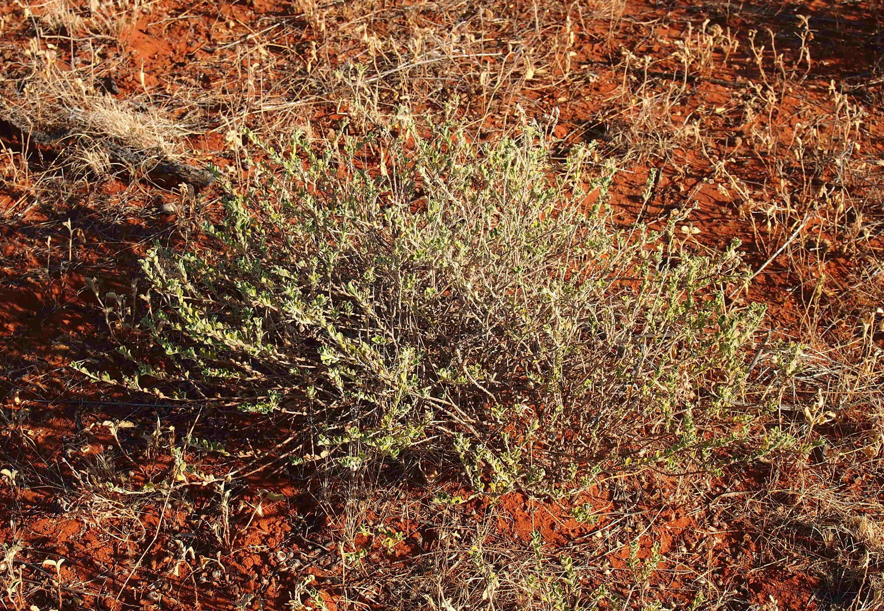 Imagem de Eremophila obovata L. S. Smith