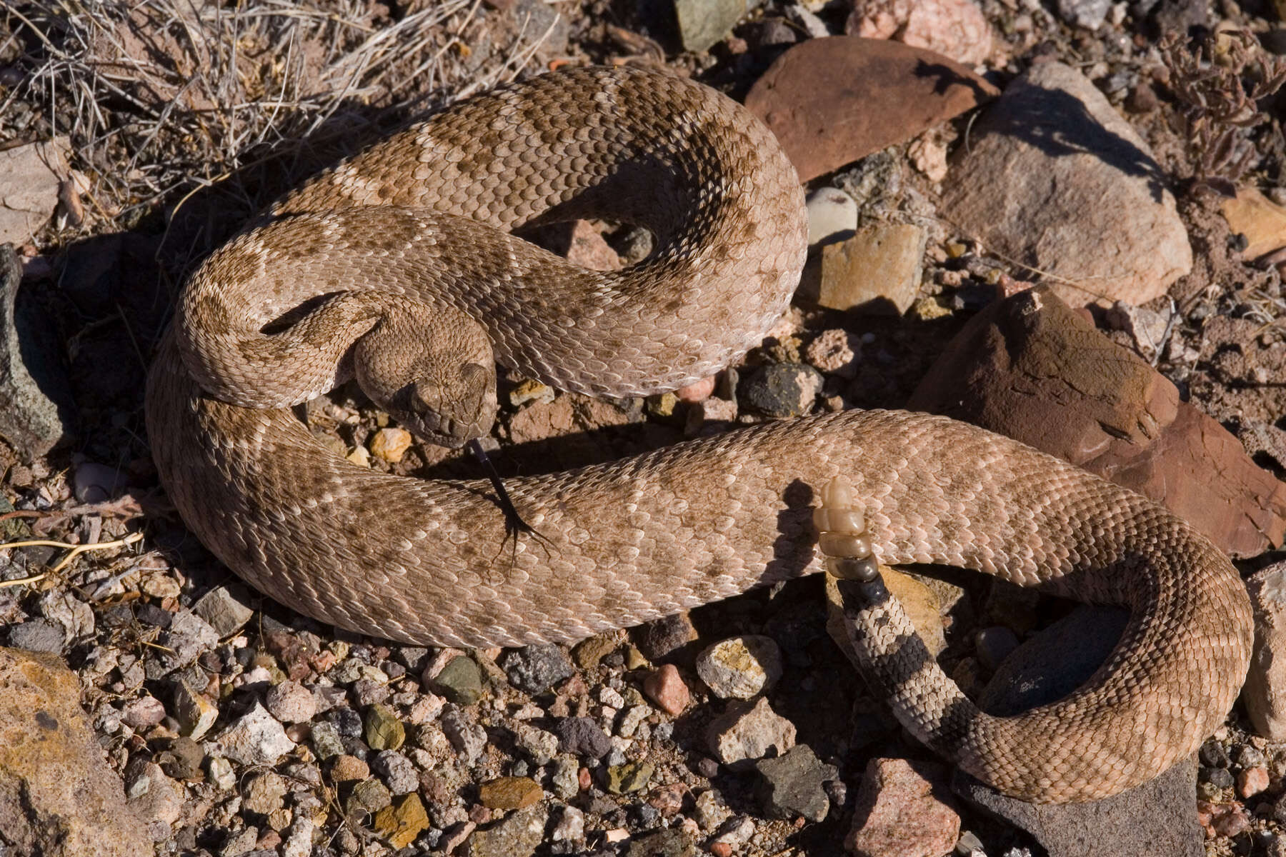 Image of Western Diamond-backed Rattlesnake