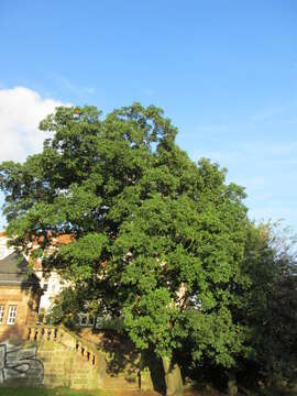 Image of Quercus turneri Willd.