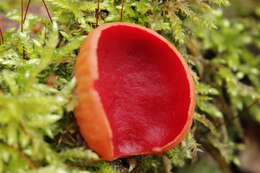 Image of scarlet cup