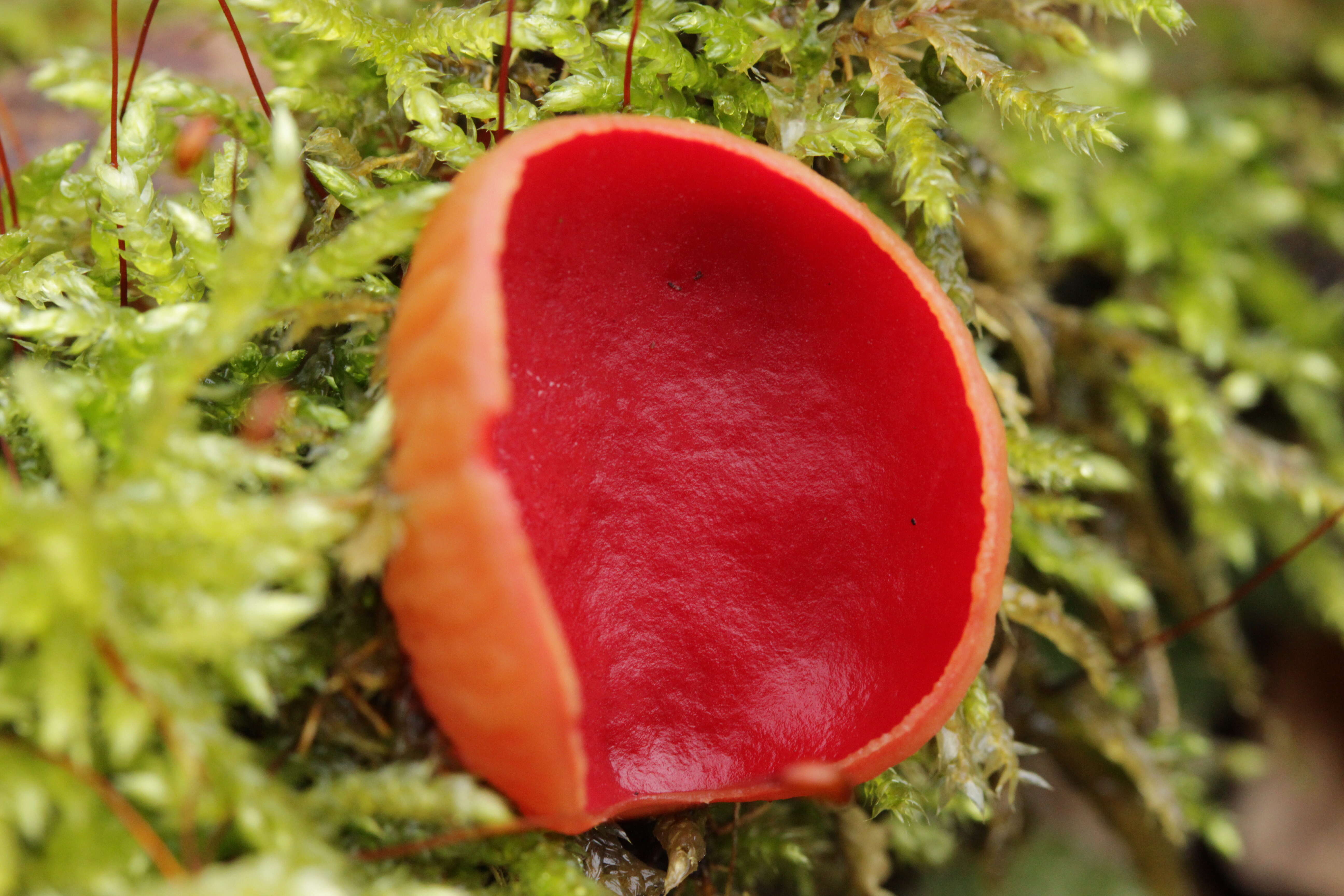 Image of scarlet cup