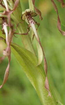 Image of Himantoglossum