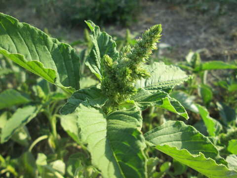 Image of redroot amaranth