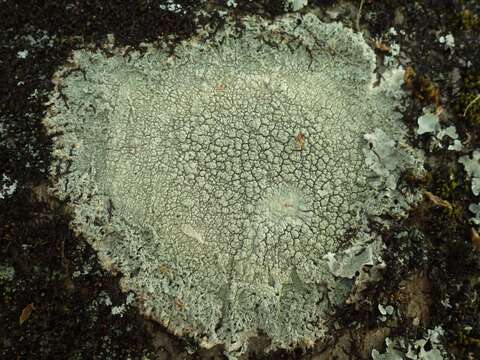 Image of Pertusaria pertusa