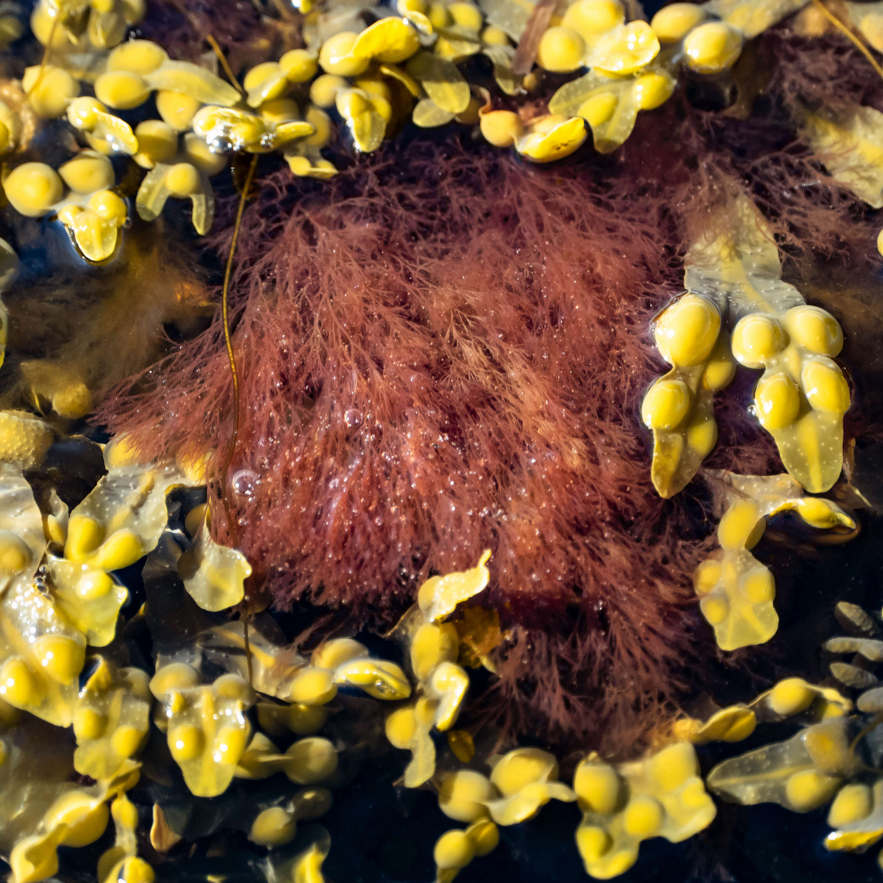 Image of Bladder Wrack