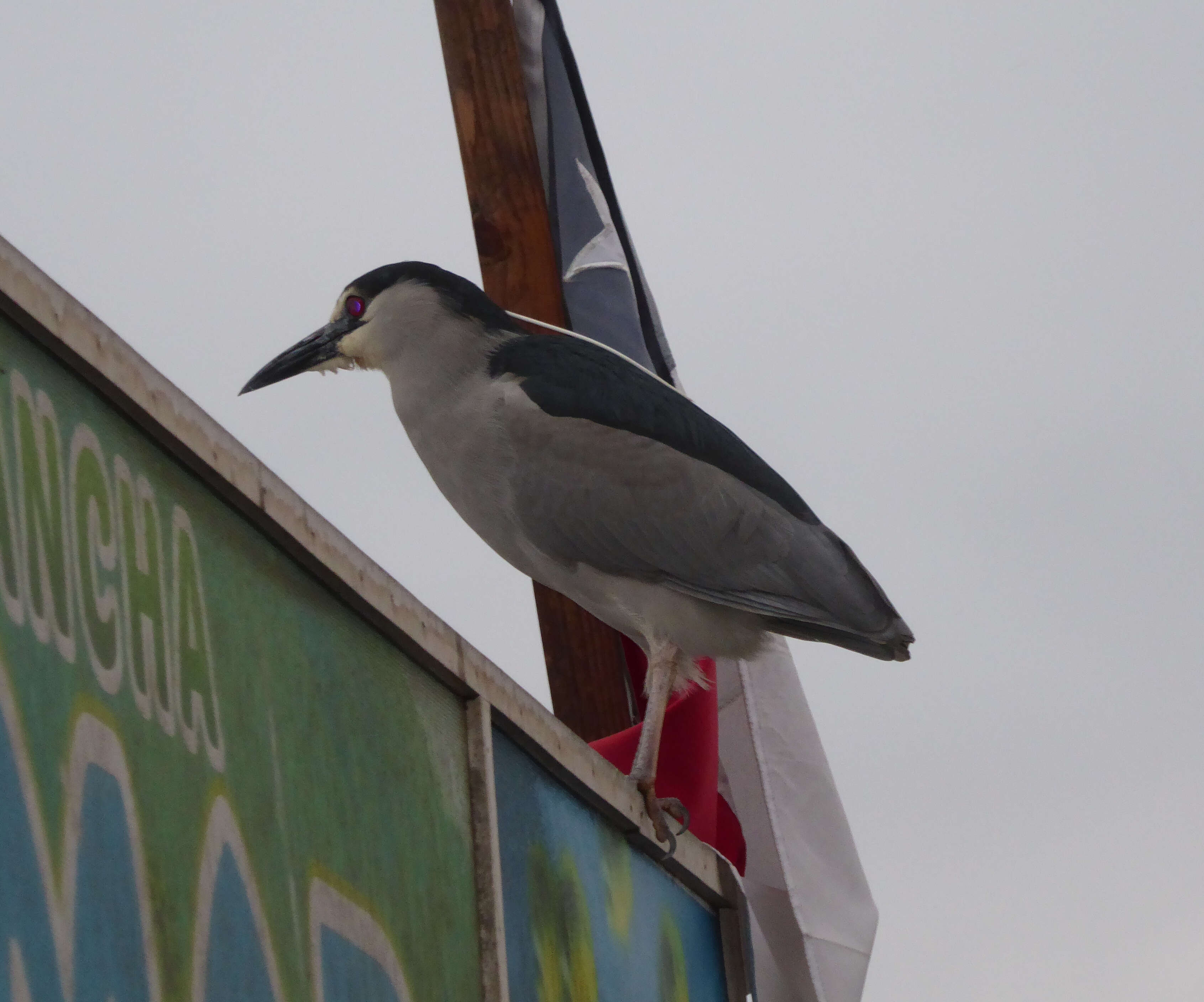 Image of Night Herons