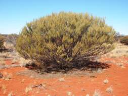 Image of Acacia ramulosa W. Fitzg.