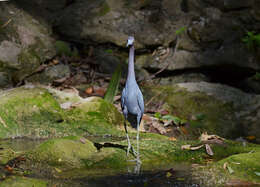 Image of Little Blue Heron