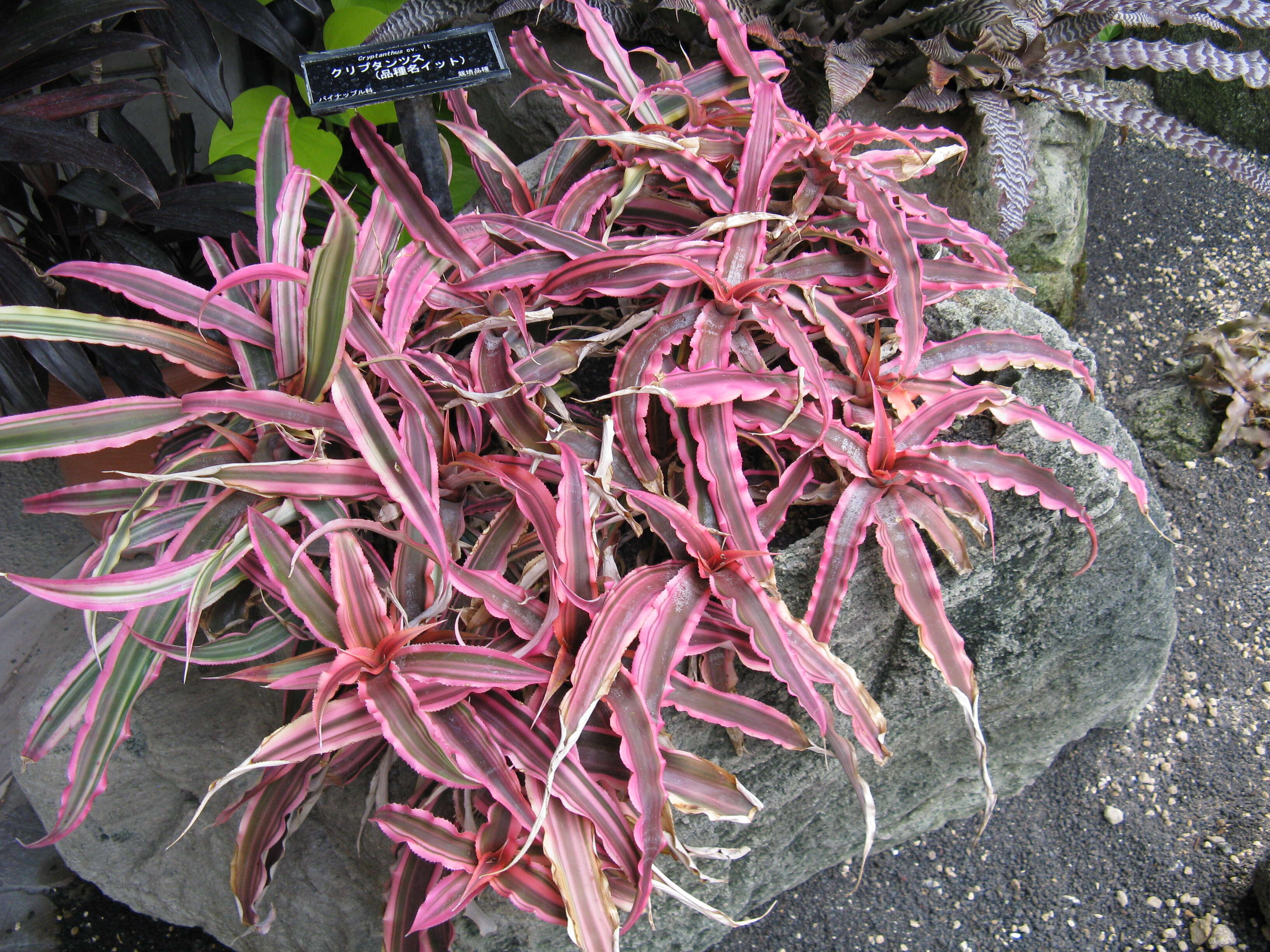 Image of Cryptanthus bivittatus (Hook.) Regel