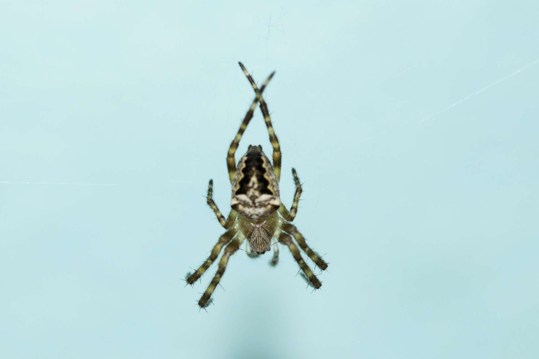 Image of Araneus nordmanni (Thorell 1870)