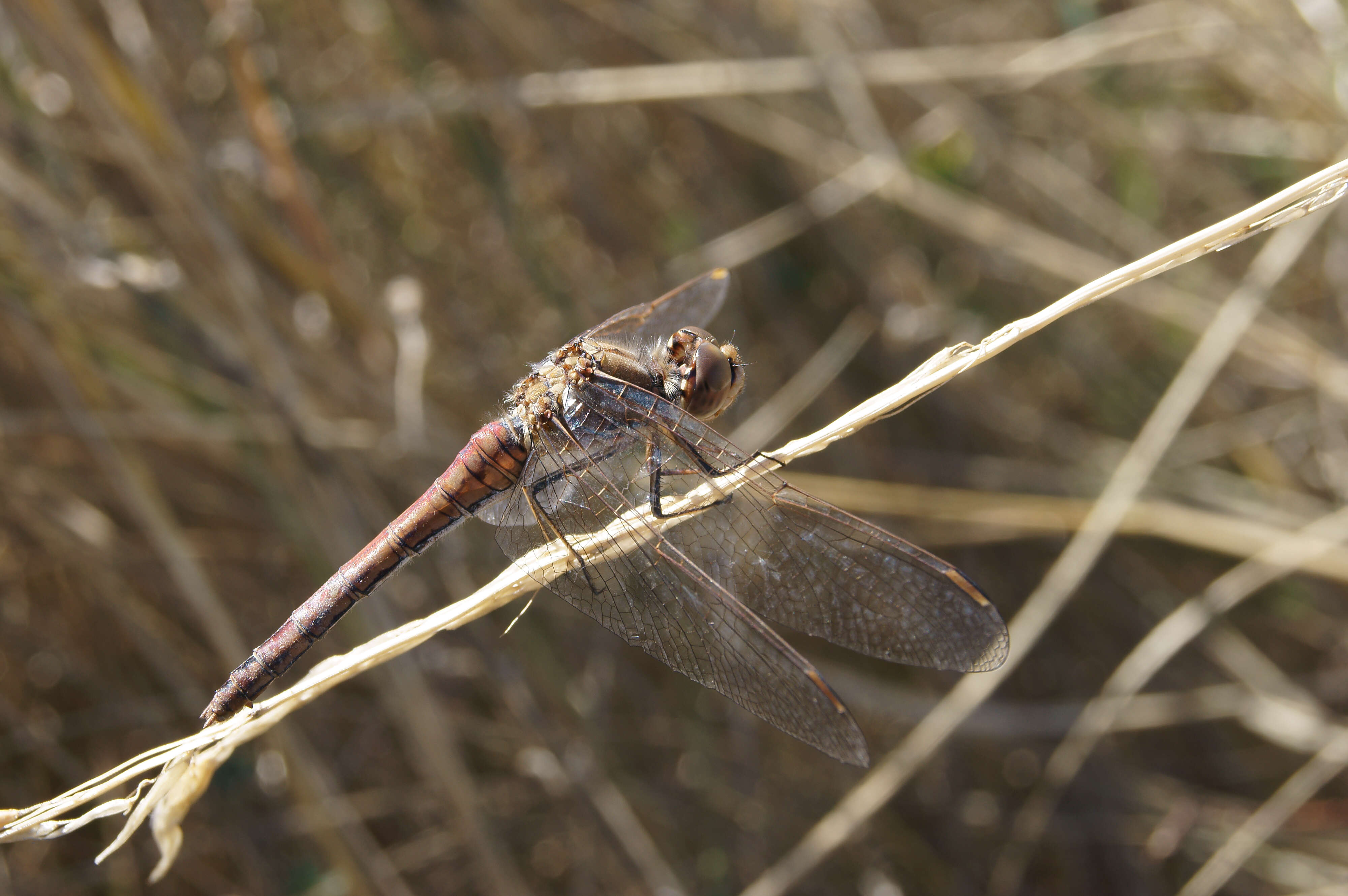 Image of Common Darter