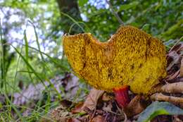 Image of Red-cracking Bolete