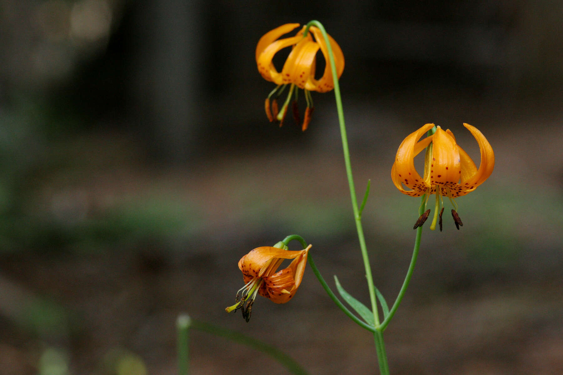 Image of Kelley's lily